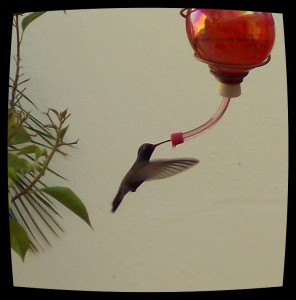 colibri feliz jesus