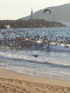 dia de comer, las sardinas llegaron! jesus