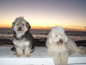 dogs..feb 2012 023