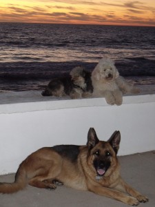 dogs..feb 2012 039